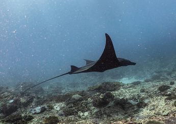 Apa Kebiasaan Unik Pari Manta Karang di Perairan Raja Ampat?