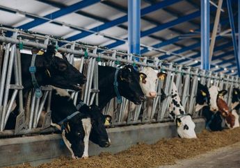 Innalillahi, Kakek 84 Tahun Tewas Terinjak Sapi Kurban yang Mengamuk di Sumbar