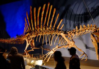 Bintang Jurassic World Spinosaurus Punya Layar di Punggung, untuk Apa?