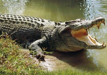 8 Arti Mimpi Digigit Buaya, Tanda Ada Bahaya Tersembunyi, Berhati-hatilah!