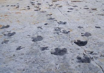 Bagaimana Jejak Kaki Dinosaurus Terbentuk dan Terawetkan hingga Jutaan Tahun?