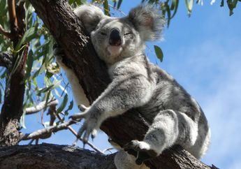 Terobosan Alat Skrining Genetik Beri Harapan Baru untuk Konservasi Koala