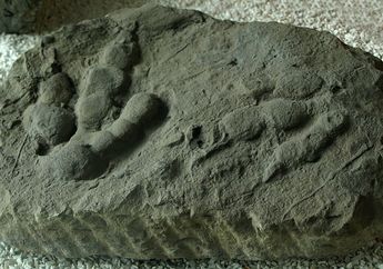 Bagaimana Jejak Dinosaurus Serupa Bisa Ditemukan di Dua Benua Berbeda Berjarak Ribuan Km?