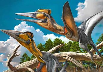 Mengenal Nipponopterus mifunensis, Dinosaurus Terbang Baru dari Jepang