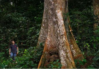 Mengungkap Misteri Hutan Hujan Paling Kritis di Dunia