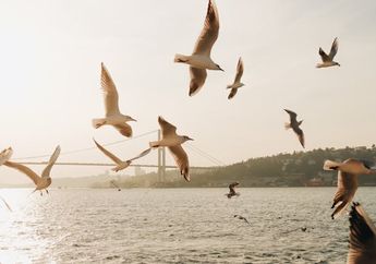 Dilakukan Tiap Tahun, Bagaimana Burung Tahu Tempat Tujuan Migrasinya?
