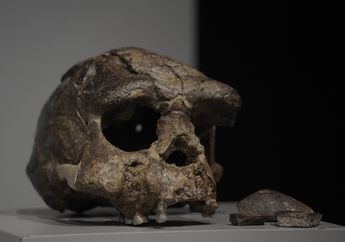 Penemuan Homo erectus di Selat Madura dan Tanah Sundaland yang Hilang