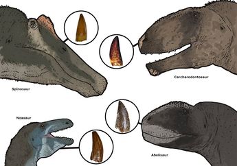 Teknologi Pembelajaran Mesin Ungkap Keanekaragaman Dinosaurus Karnivora di Maroko