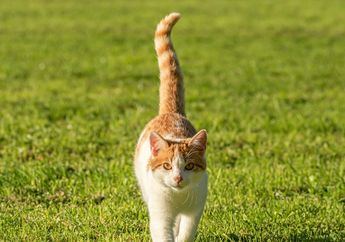 Bisa Bergerak Fleksibel, Apakah Ekor Kucing Memiliki Tulang?