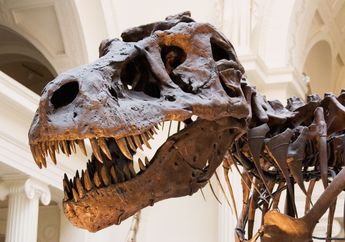Apakah Tulang Dinosaurus yang di Museum Itu Benar-benar Asli?
