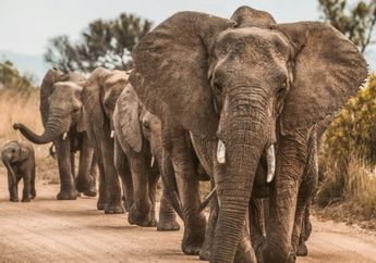 Kronologi Kereta di India Tabrak Kawanan Gajah, 7 Ekor Mati dalam Insiden dan Beberapa Gerbong Keluar dari Lintasan