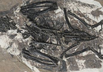Evolusi Konvergen, Kerangka Burung Purba Ini Mirip Dinosaurus T-rex