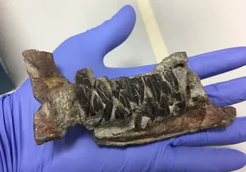 Fosil Dinosaurus Ternyata Mengajarkan Kita tentang Penyakit Kanker