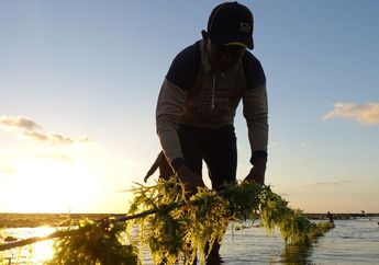 Sinergi Mendukung Budi Daya Rumput Laut Berkelanjutan dan Pelestarian Terumbu Karang