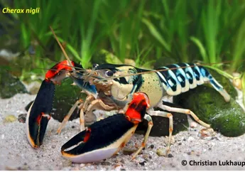 Berawal dari Akuarium, Tujuh Spesies Lobster Baru di Papua Barat Ditemukan Peneliti UGM