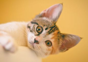 Sering Terjadi, Kenapa Kucing Mudah Takut pada Suara Bising?