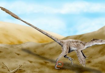 Punya Tiga Jari Kaki, Mengapa Velociraptor Hanya Gunakan Dua Jari Saat Berjalan?