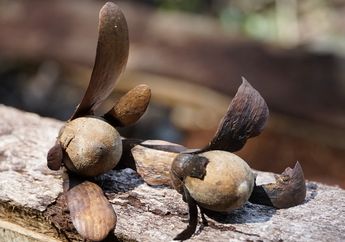Illipe Butter: Rahasia Kulit Sehat dari Hutan Kalimantan