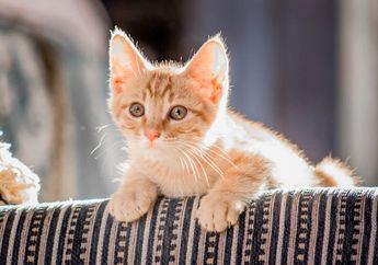 Kenapa Kucing Tidak Suka Berada di Keramaian? Inilah Alasannya