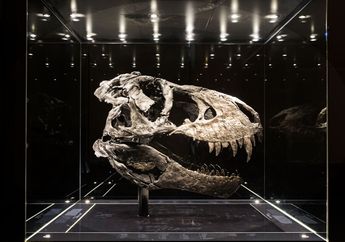 Bagaimana Masyarakat Kuno Memandang FosilTermasuk Dinosaurus?
