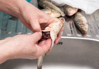 Cara Membersihkan Racun Ikan Tongkol Agar Tidak Bikin Gatal Saat Dimakan