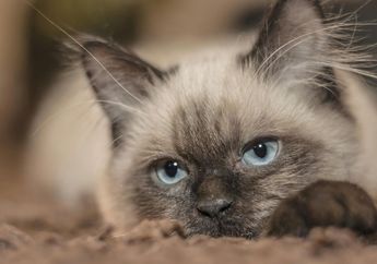 Dunia Hewan: Apakah Kucing Satu-satunya Hewan yang Mendengkur?