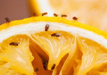 Cara Ampuh Mengusir Lalat Buah dari Rumah, Pakai Bahan Dapur