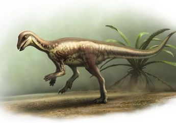 Enigmacursor mollyborthwickae, Dinosaurus 'Pelari' Misterius dari Colorado