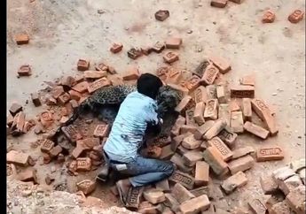Kronologi Kuli Bangunan di India Diserang Macan Tutul, Alami Luka Parah hingga Dibawa ke Rumah Sakit