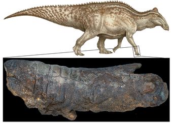 Fosil Dinosaurus Dakota Ungkap Proses Mumifikasi Tak Terduga