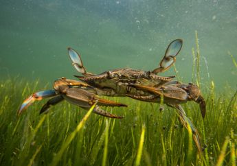Sustainability: Karbon Biru dan Kecerdasan Buatan Jadi Kunci Masa Depan Bumi