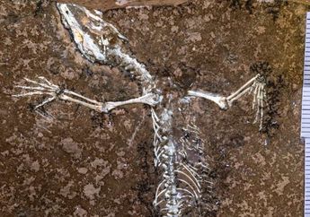 Satu Abad Terpisah, Dua Sisi Fosil dari Era Dinosaurus Ini Hebohkan Dunia Sains Usai Bersatu