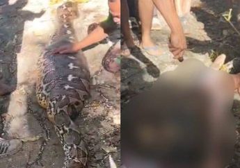 Kronologi Lansia Ditelan Ular Piton Sepanjang 8 Meter hingga Tewas di Buton Selatan, Warga Histeris Lihat Kondisi Korban