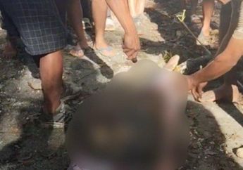 Innalillahi, Lansia di Buton Selatan Tewas Ditelan Ular Piton Sepanjang 8 Meter, Videonya Viral