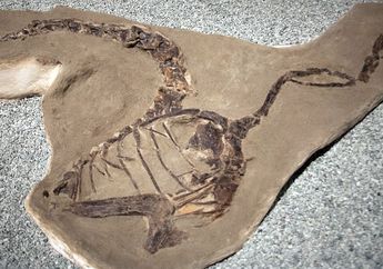 Bagaimana Sebenarnya Cara Para Ahli Paleontologi Menemukan Fosil Dinosaurus?