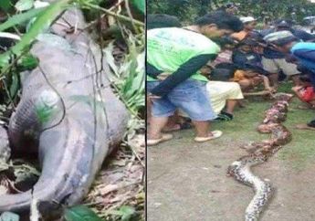 Kronologi Jasad Petani Ditemukan dalam Perut Ular Piton Sepanjang 8 Meter, Korban Sempat Dilaporkan Hilang