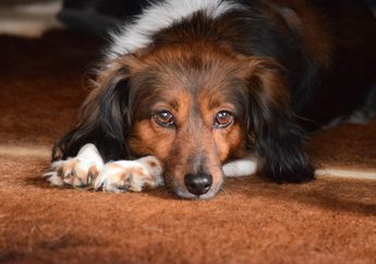 Berubah secara Genetik, Anjing Kini Lebih Mudah Stres dan Depresi seperti Manusia