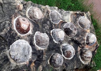 Bagaimana Cara Ahli Paleontologi Mengetahui Isi Telur Dinosaurus?