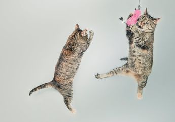 Bisa Lompat dengan Empat Kaki, Seberapa Tinggi Kucing dapat Melompat?