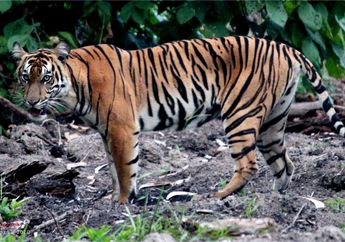 Maknai Penjaga Hutan: Kearifan Lokal tentang Harimau Sumatra dalam Global Tiger Day 2025