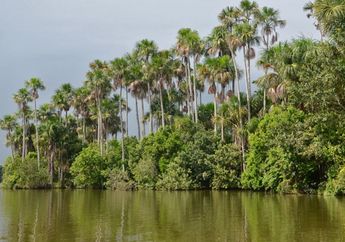 Perubahan Iklim, Bagaimana Lahan Gambut Amazon Kini Berhenti Menyerap Karbon?