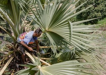 Kisah Pohon Lontar Penyelamat Kehidupan Warga Pulau Sabu