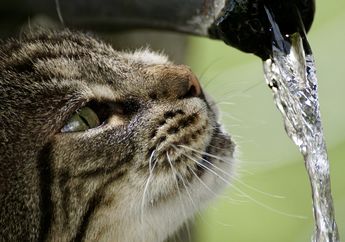 Menjawab secara Ilmiah: Mengapa Kucing Takut Air dan Tidak Mau Basah?