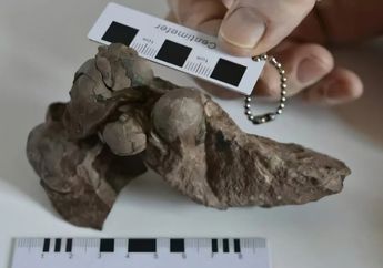 Telur Terkecil Dinosaurus, Adakah Rahasia yang Terungkap dari Telur Tersebut?