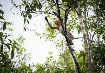 Bagaimana Menjaga Keanekaragaman Hayati Bisa Memutus 'Lingkaran' Setan Perubahan Iklim?