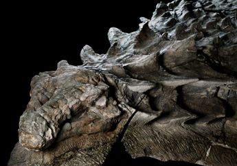 Nyaris Sempurna, Bagaimana Fosil Dinosaurus Ini Bisa Jadi 'Mumi'?