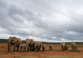 Peran Vital Gajah Betina Tertua dalam Menjaga Kelangsungan Kawanan