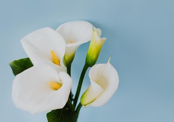 Mengenal Bunga Calla Lily, Tanaman yang Jadi Tren Pernikahan, Ternyata Ada Sejarah Mitologi Yunani di Dalamnya