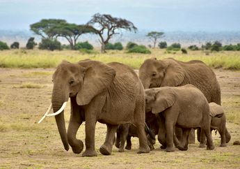 Gajah Memilih Rute Perjalanan dengan Cermat untuk Menghemat Energi