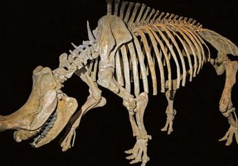 Hidup Setelah Era Dinosaurus, Bagaimana Mamalia Ini Tumbuh Sangat Besar?